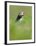 A puffin (Fratercula arctica) calling or gaping from long grass, Pembrokeshire, Wales, United Kingd-Matthew Cattell-Framed Photographic Print