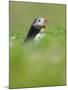 A puffin (Fratercula arctica) calling or gaping from long grass, Pembrokeshire, Wales, United Kingd-Matthew Cattell-Mounted Photographic Print