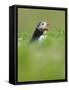 A puffin (Fratercula arctica) calling or gaping from long grass, Pembrokeshire, Wales, United Kingd-Matthew Cattell-Framed Stretched Canvas