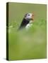 A puffin (Fratercula arctica) calling or gaping from long grass, Pembrokeshire, Wales, United Kingd-Matthew Cattell-Stretched Canvas