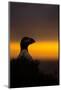 A puffin (Fratercula arctica) peering out over the Wick at sunset, Skomer Island, Pembrokeshire, Wa-Matthew Cattell-Mounted Photographic Print