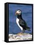 A Puffin Standing on Rock, Farne Islands, Northumberland, England, UK-Roy Rainford-Framed Stretched Canvas