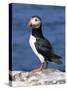 A Puffin Standing on Rock, Farne Islands, Northumberland, England, UK-Roy Rainford-Stretched Canvas