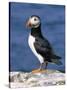 A Puffin Standing on Rock, Farne Islands, Northumberland, England, UK-Roy Rainford-Stretched Canvas