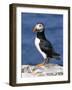 A Puffin Standing on Rock, Farne Islands, Northumberland, England, UK-Roy Rainford-Framed Photographic Print