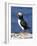 A Puffin Standing on Rock, Farne Islands, Northumberland, England, UK-Roy Rainford-Framed Photographic Print