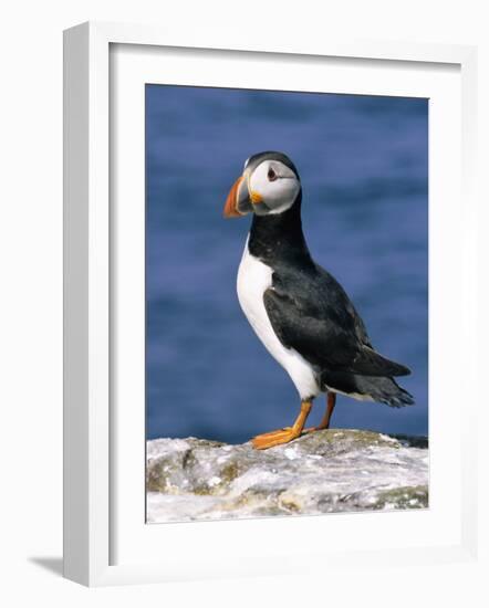A Puffin Standing on Rock, Farne Islands, Northumberland, England, UK-Roy Rainford-Framed Photographic Print