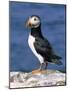 A Puffin Standing on Rock, Farne Islands, Northumberland, England, UK-Roy Rainford-Mounted Photographic Print