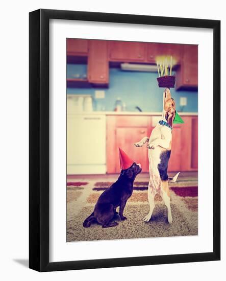 A Pug and a Beagle with Birthday Cake-graphicphoto-Framed Photographic Print