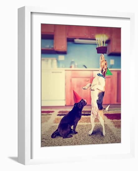 A Pug and a Beagle with Birthday Cake-graphicphoto-Framed Photographic Print