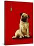 A Pug and a Kiss-Will Bullas-Stretched Canvas