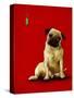 A Pug and a Kiss-Will Bullas-Stretched Canvas