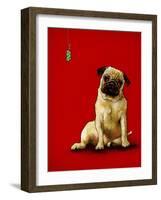 A Pug and a Kiss-Will Bullas-Framed Giclee Print