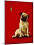 A Pug and a Kiss-Will Bullas-Mounted Giclee Print