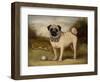 A Pug in Court-Porter Design-Framed Giclee Print