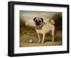 A Pug in Court-Porter Design-Framed Giclee Print