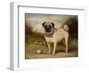 A Pug in Court-Porter Design-Framed Giclee Print