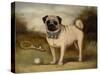 A Pug in Court-Porter Design-Stretched Canvas