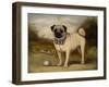 A Pug in Court-Porter Design-Framed Premium Giclee Print