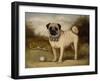 A Pug in Court-Porter Design-Framed Premium Giclee Print