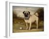 A Pug in Court-Porter Design-Framed Premium Giclee Print