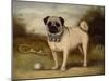 A Pug in Court-Porter Design-Mounted Premium Giclee Print