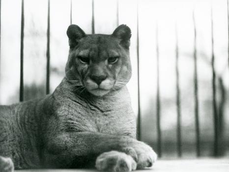 A Puma/Cougar/Mountain Lion/Catamount Resting at London Zoo in 1931 (B/W  Photo)' Giclee Print - Frederick William Bond | AllPosters.com