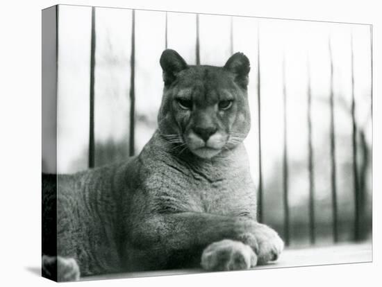 A Puma/Cougar/Mountain Lion/Catamount Resting at London Zoo in 1931 (B/W Photo)-Frederick William Bond-Stretched Canvas