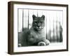 A Puma/Cougar/Mountain Lion/Catamount Resting at London Zoo in 1931 (B/W Photo)-Frederick William Bond-Framed Giclee Print