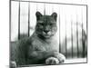 A Puma/Cougar/Mountain Lion/Catamount Resting at London Zoo in 1931 (B/W Photo)-Frederick William Bond-Mounted Giclee Print