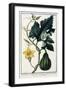 A Pumpkin, 1772-1784-null-Framed Giclee Print