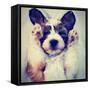 A Puppy Sleeping on a Lap-graphicphoto-Framed Stretched Canvas