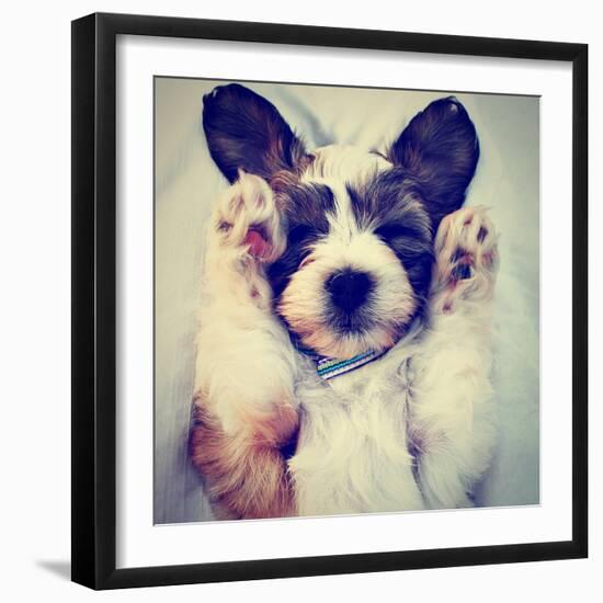 A Puppy Sleeping on a Lap-graphicphoto-Framed Photographic Print