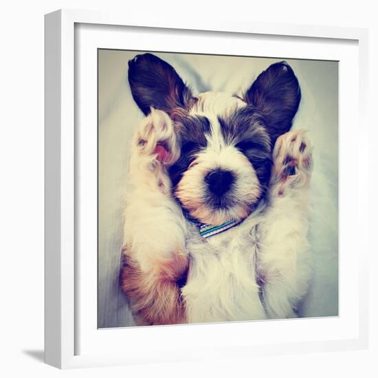 A Puppy Sleeping on a Lap-graphicphoto-Framed Photographic Print