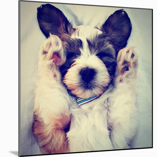 A Puppy Sleeping on a Lap-graphicphoto-Mounted Photographic Print