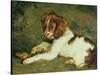 A Puppy Teasing a Frog, 1824-Edwin Henry Landseer-Stretched Canvas