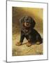 A Puppy-Heinrich Sperling-Mounted Premium Giclee Print