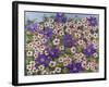 A Purple Patch, 2011-Pat Scott-Framed Giclee Print