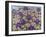 A Purple Patch, 2011-Pat Scott-Framed Giclee Print