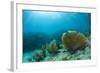 A Purple Sea Fan Sways in the Clear Blue Water of Looe Key Reef Off of Ramrod Key-James White-Framed Photographic Print