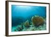 A Purple Sea Fan Sways in the Clear Blue Water of Looe Key Reef Off of Ramrod Key-James White-Framed Photographic Print