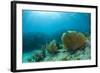 A Purple Sea Fan Sways in the Clear Blue Water of Looe Key Reef Off of Ramrod Key-James White-Framed Photographic Print