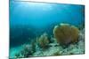 A Purple Sea Fan Sways in the Clear Blue Water of Looe Key Reef Off of Ramrod Key-James White-Mounted Photographic Print