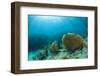 A Purple Sea Fan Sways in the Clear Blue Water of Looe Key Reef Off of Ramrod Key-James White-Framed Photographic Print