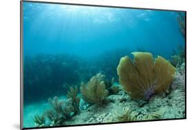 A Purple Sea Fan Sways in the Clear Blue Water of Looe Key Reef Off of Ramrod Key-James White-Mounted Photographic Print