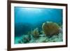 A Purple Sea Fan Sways in the Clear Blue Water of Looe Key Reef Off of Ramrod Key-James White-Framed Photographic Print