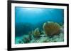 A Purple Sea Fan Sways in the Clear Blue Water of Looe Key Reef Off of Ramrod Key-James White-Framed Photographic Print