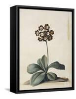 A Purple Variegated Auricula-Georg Dionysius Ehret-Framed Stretched Canvas