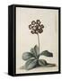 A Purple Variegated Auricula-Georg Dionysius Ehret-Framed Stretched Canvas