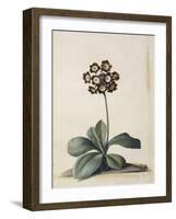 A Purple Variegated Auricula-Georg Dionysius Ehret-Framed Giclee Print